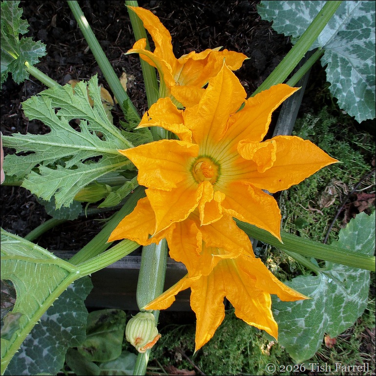 courgettes
