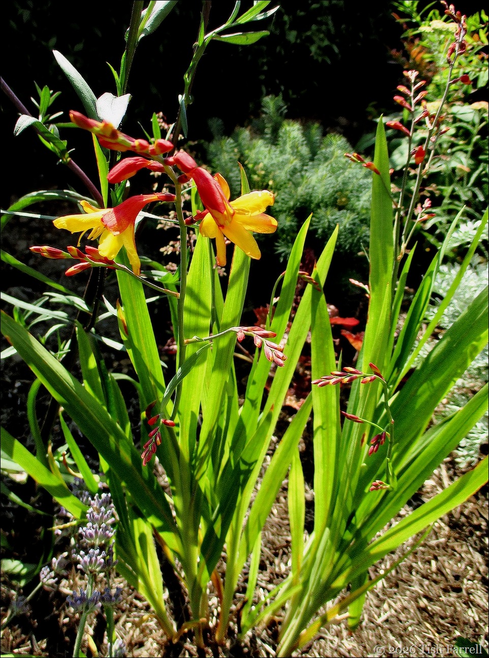crocosmia harlequin best