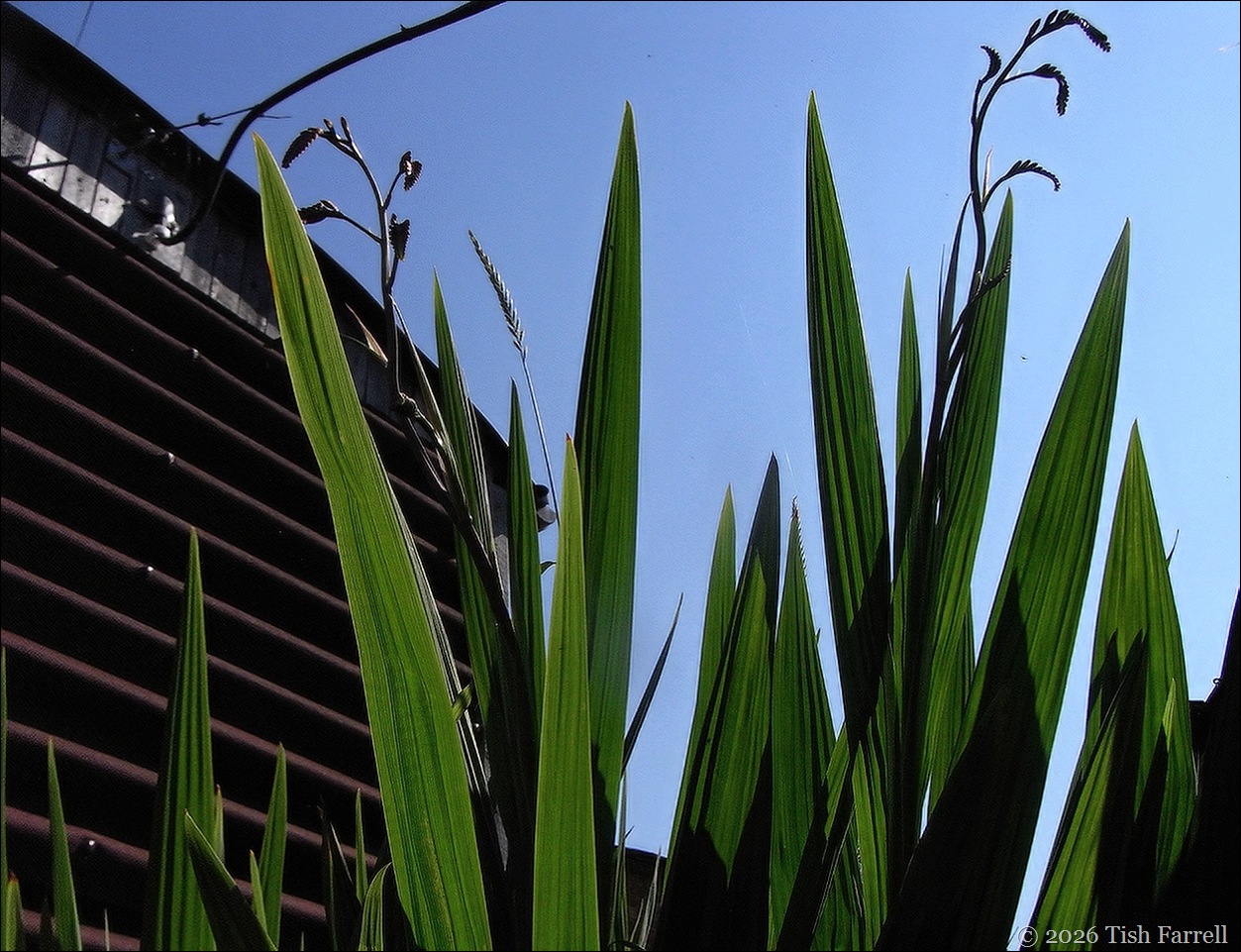 crocosmia