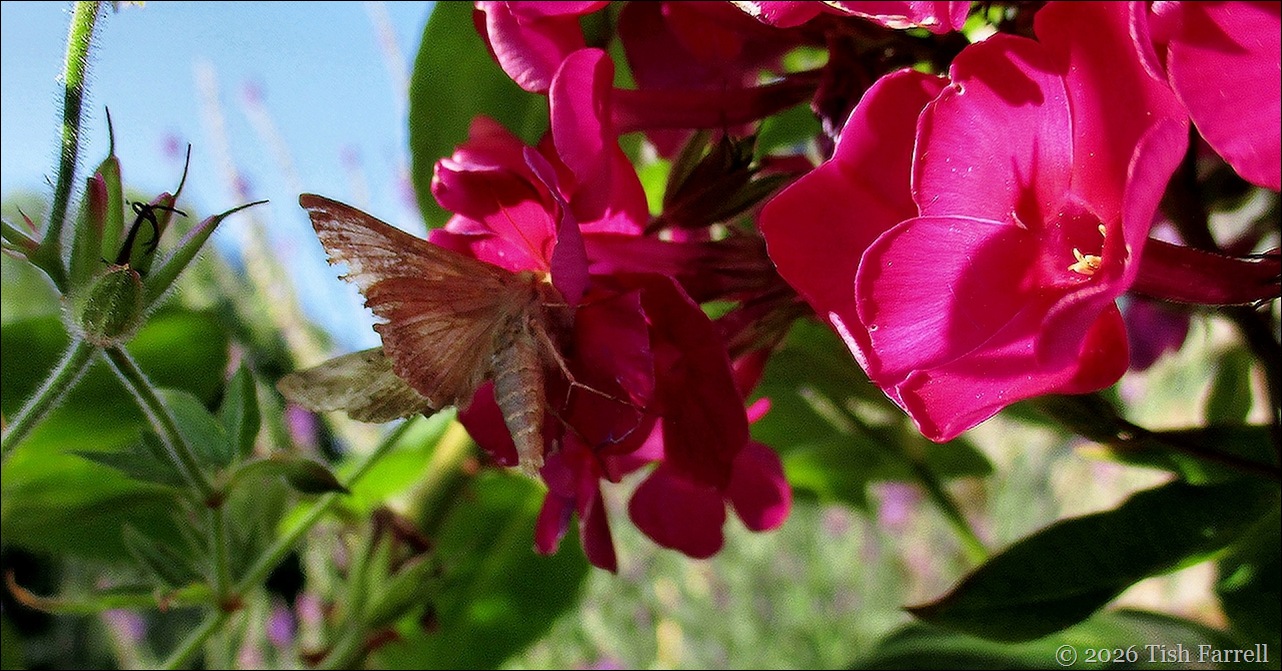 day moth header