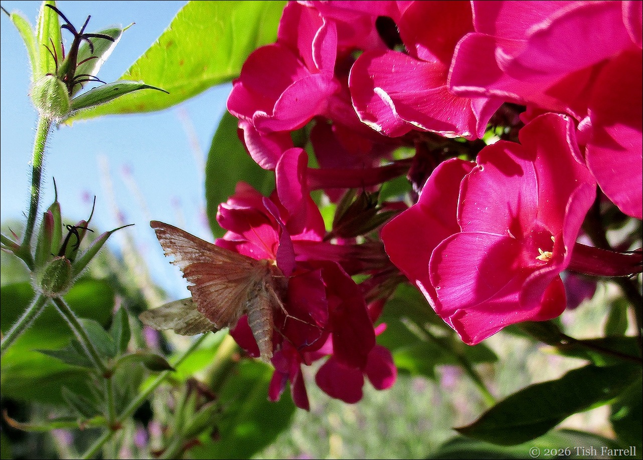day moth