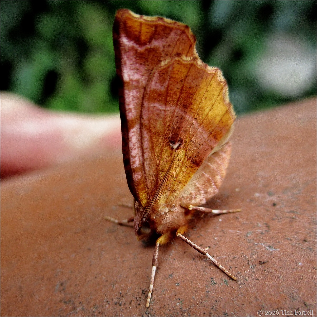 Early Thorn Moth