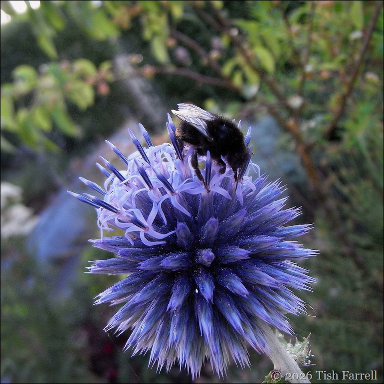echinops