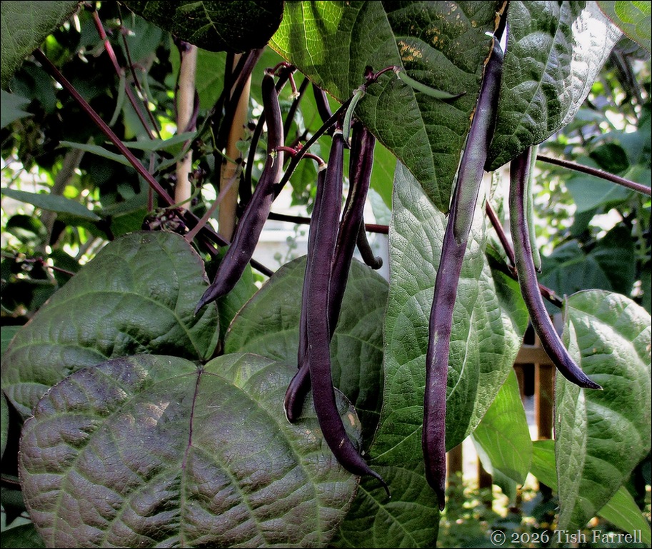 French beans Cosse Violette
