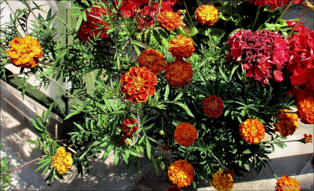 French Marigolds header