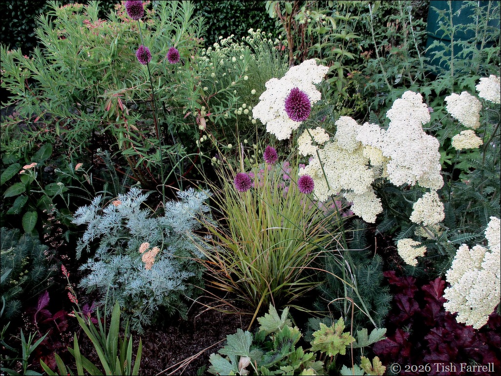 front border 11 Jul