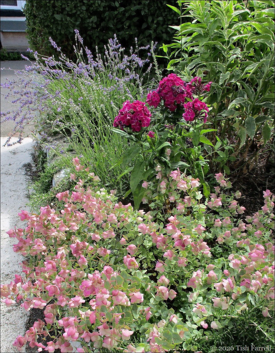 front drive border