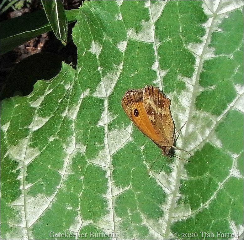 Gatekeeper butterfly
