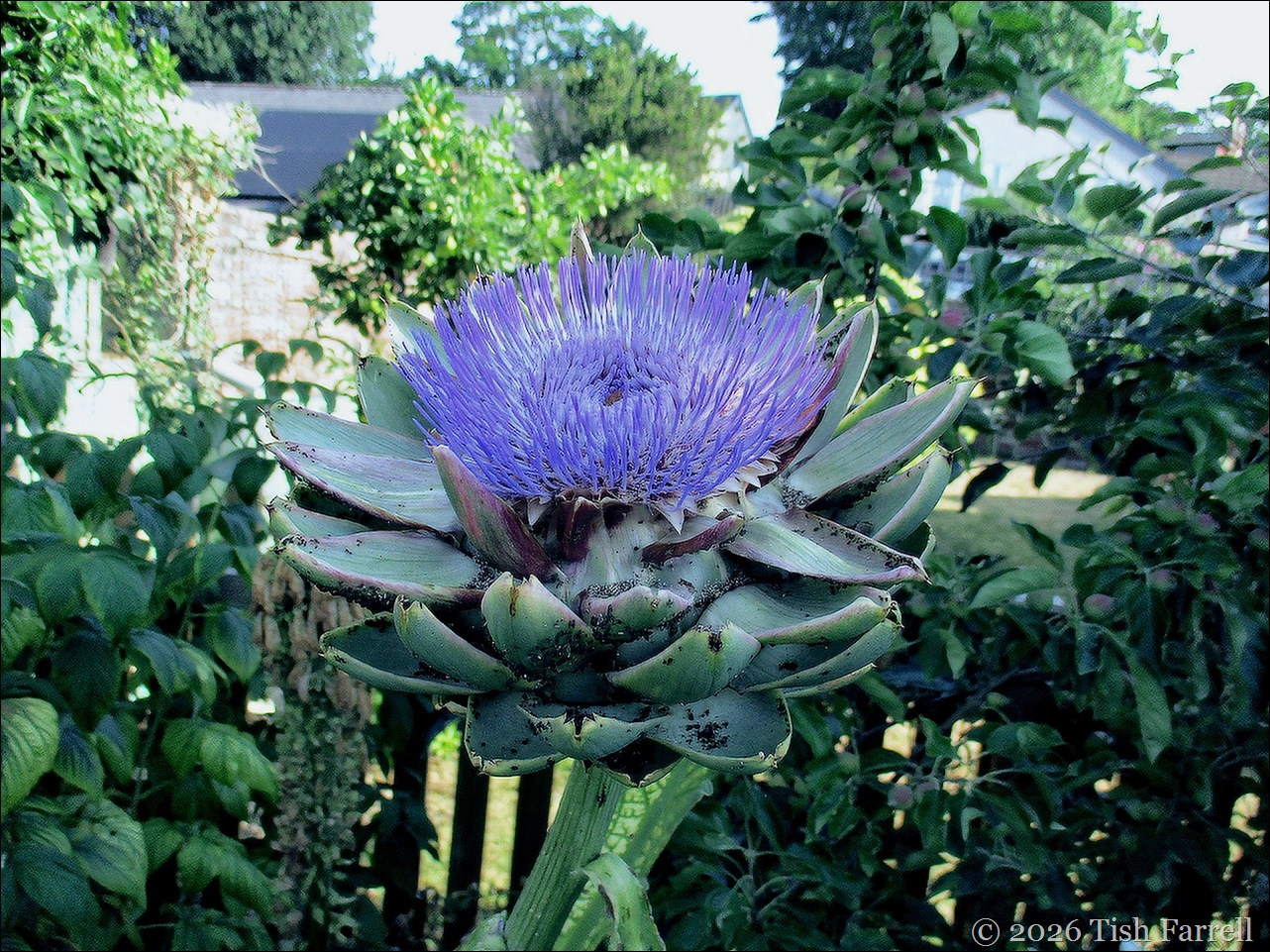 globe artichoke