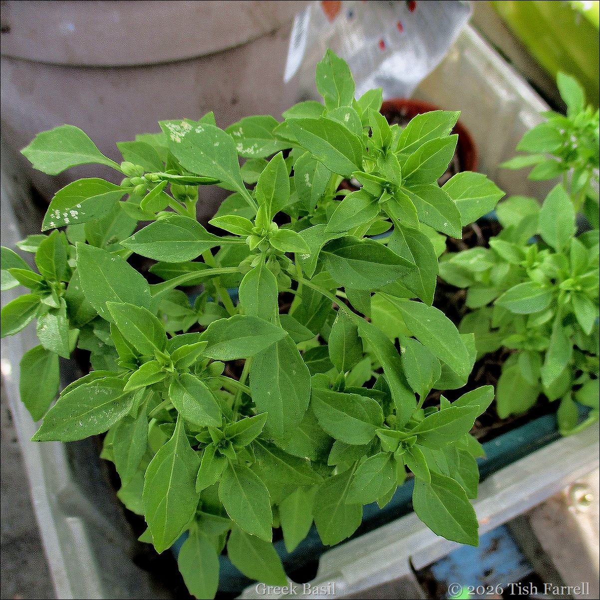 Greek basil