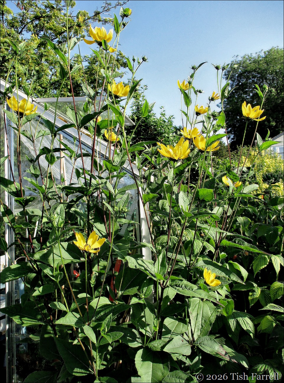 helianthus 2