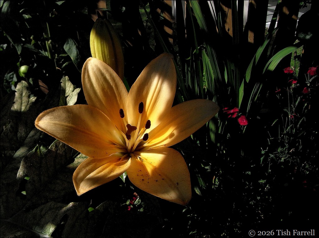 lily 1