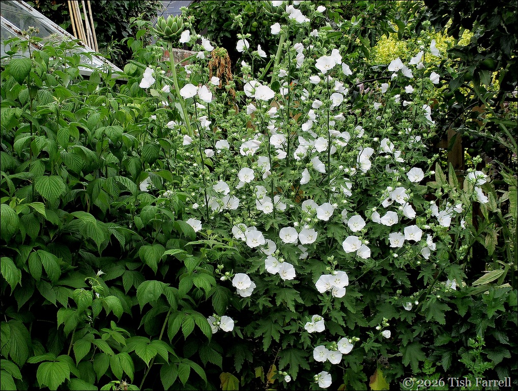 mallow 2
