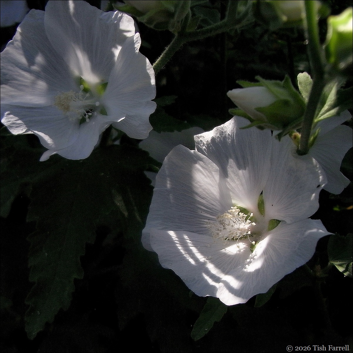 mallow