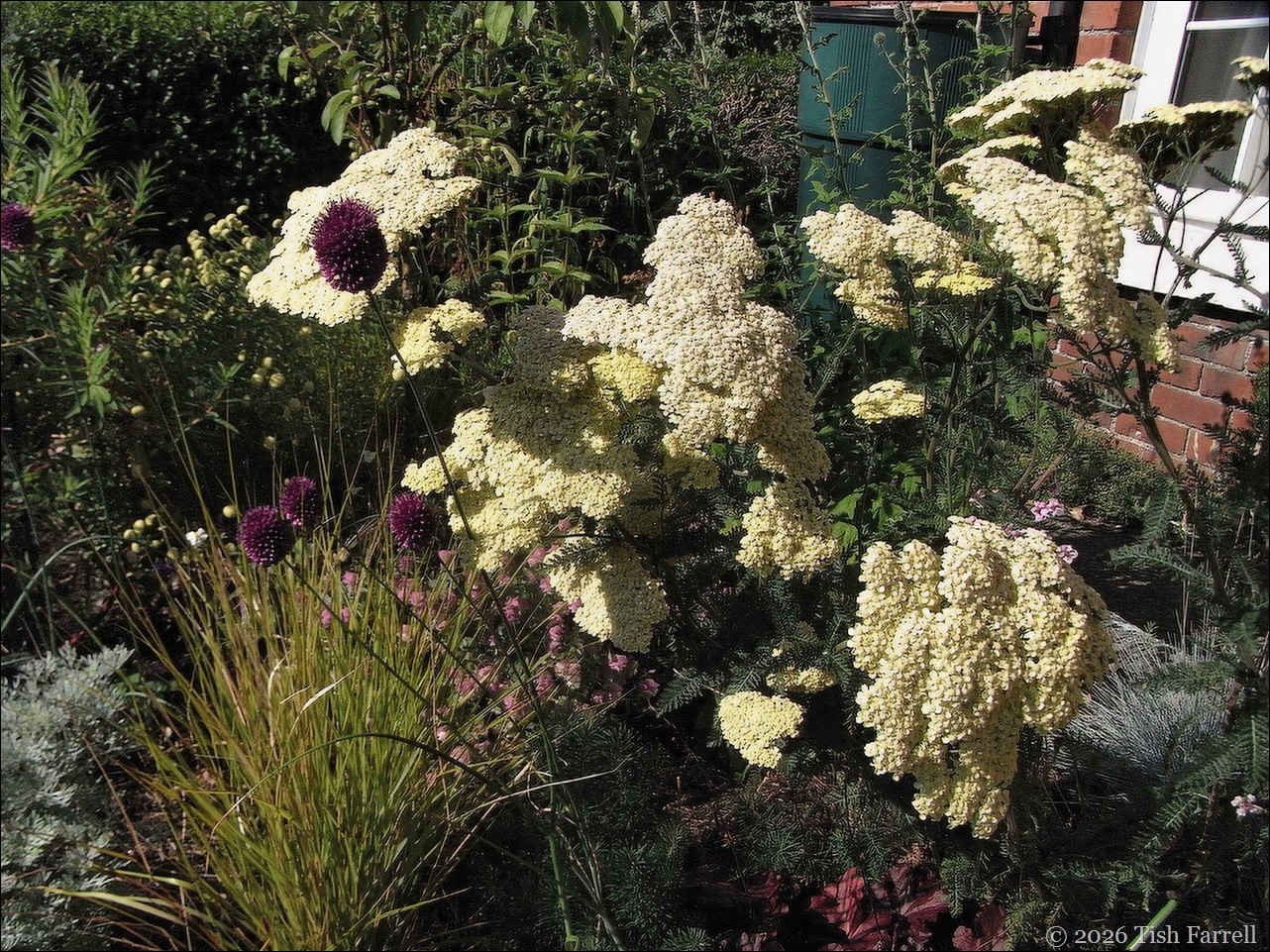 Moonshine Achillea