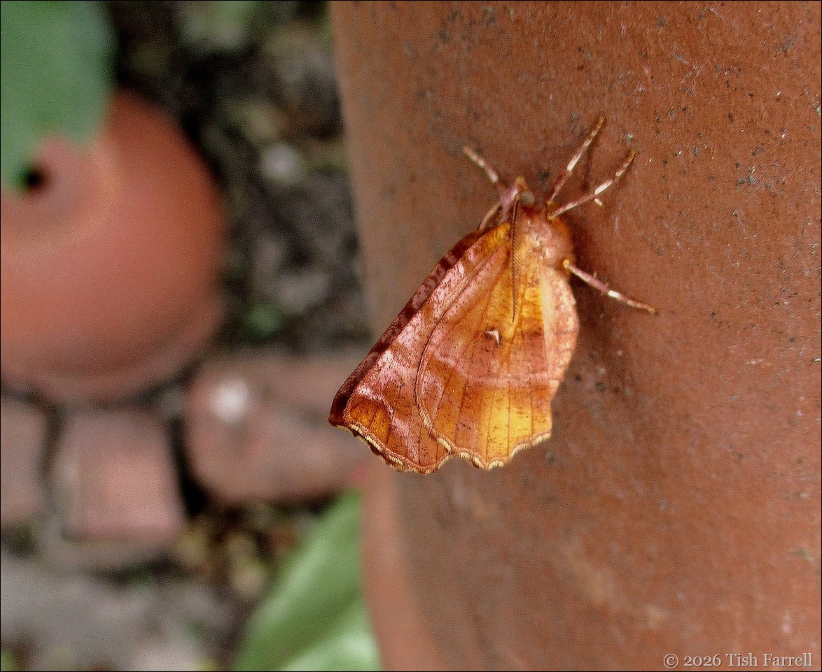 moth early thorn
