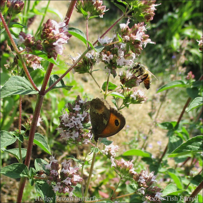 oregano 2