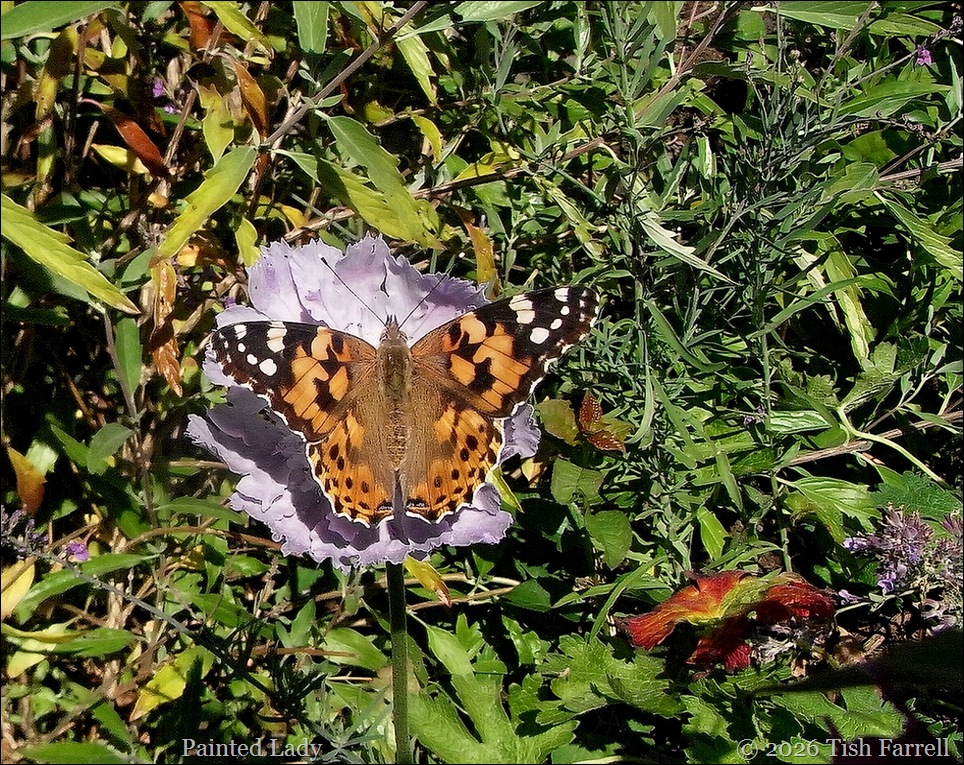 Painted Lady 1