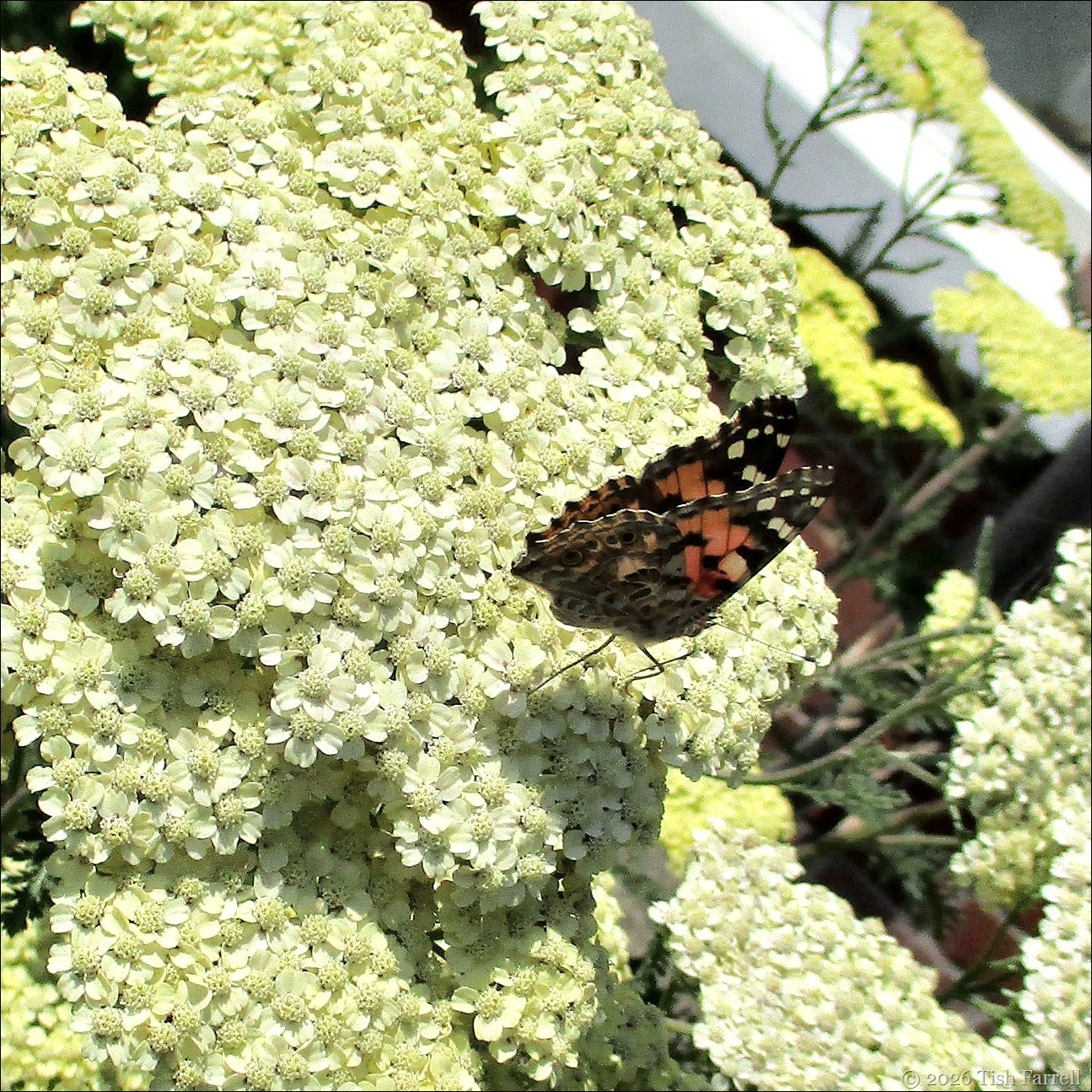 painted lady_thumb[6]