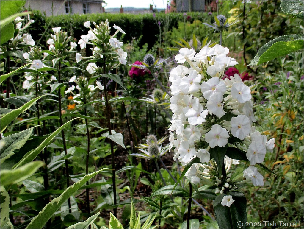 Phlox Adessa
