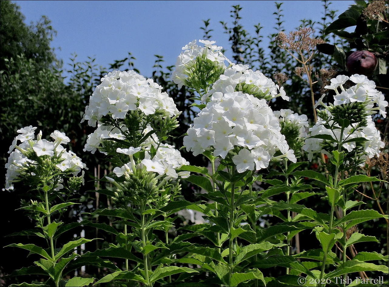 Phlox best
