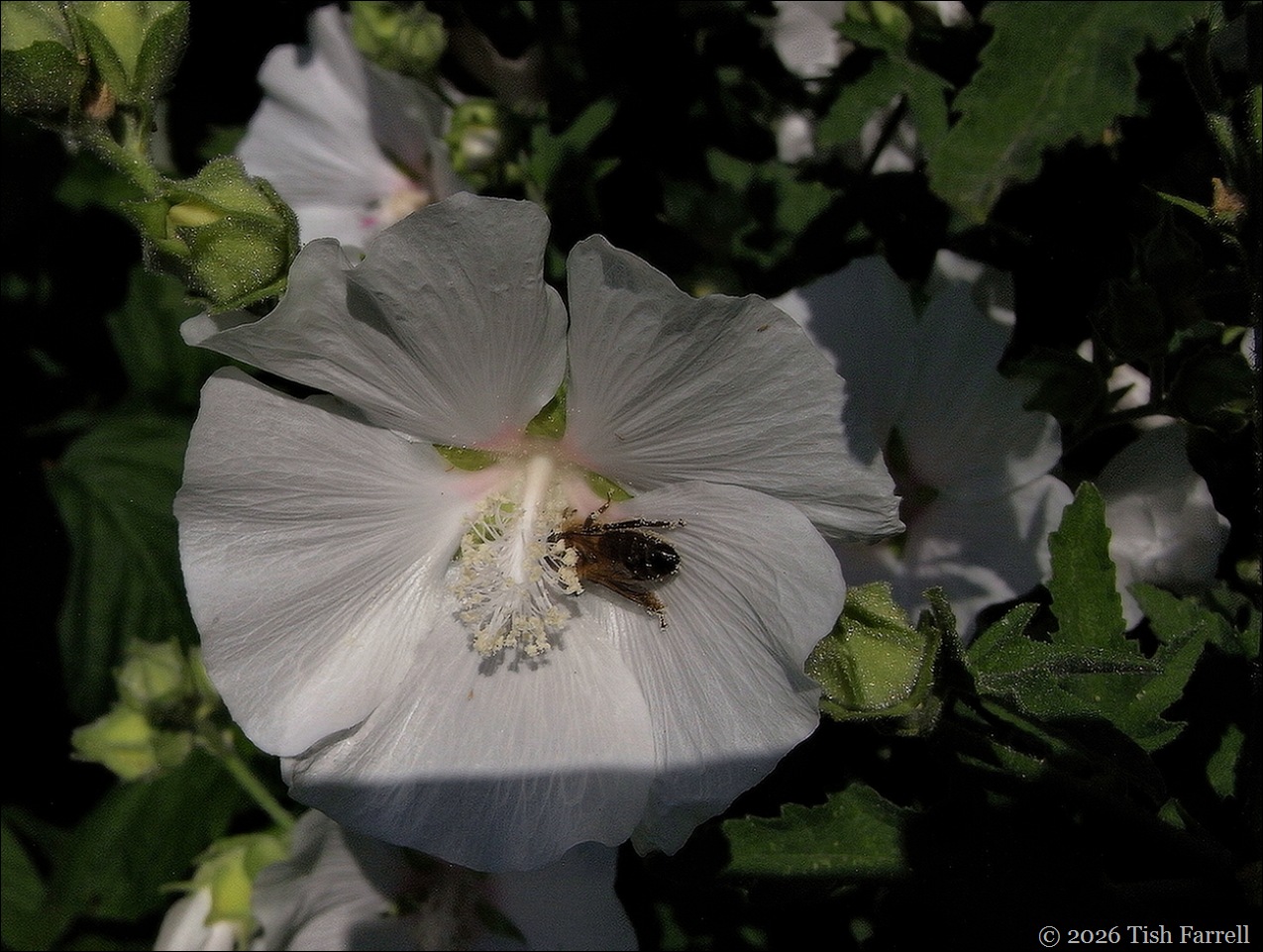pollen bathing