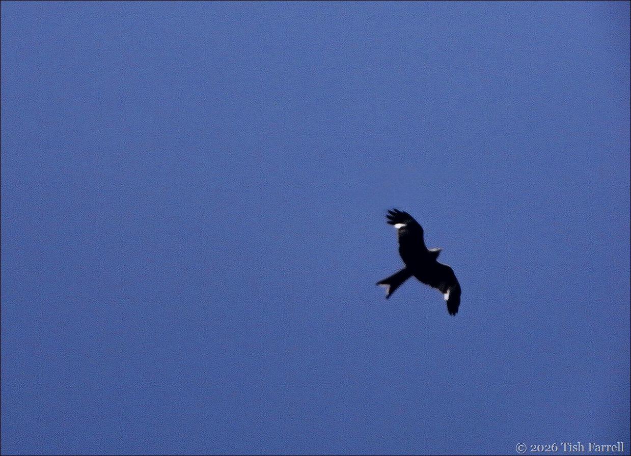 red kite