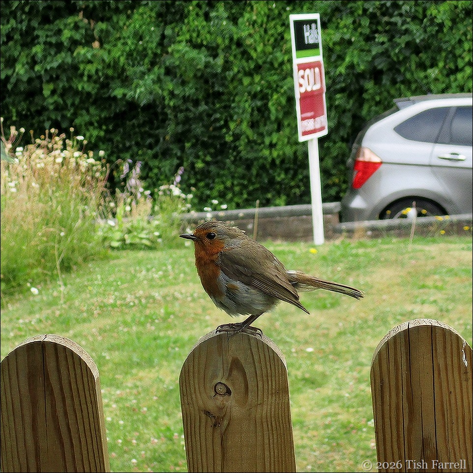 robin