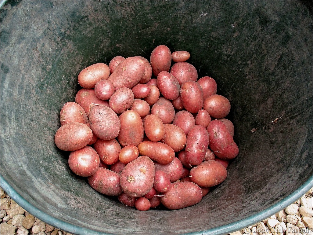 Rooster spuds