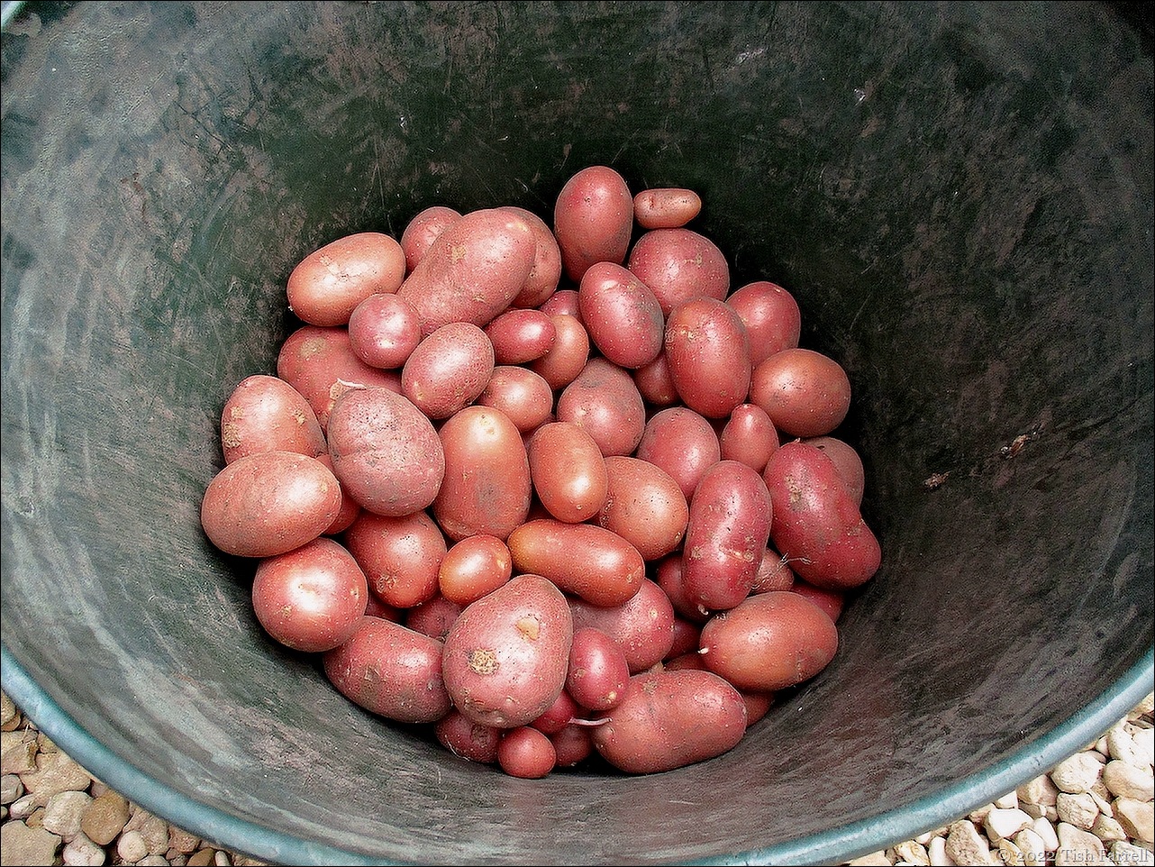 Rooster spuds