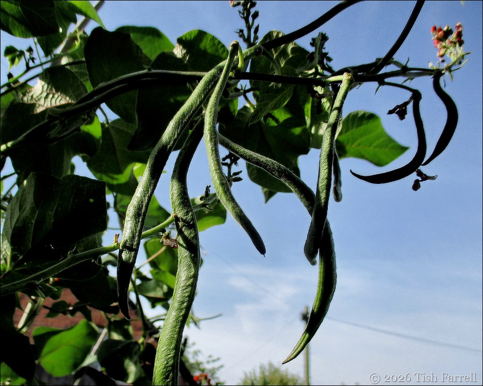 runner beans 5