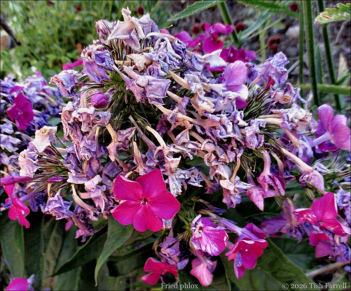 scorched phlox