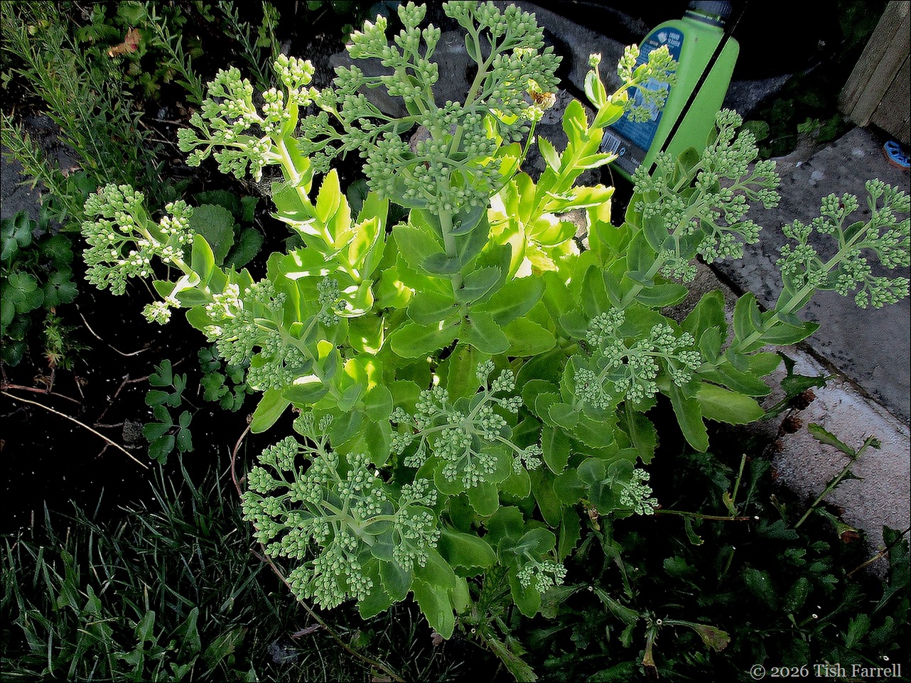 sedum