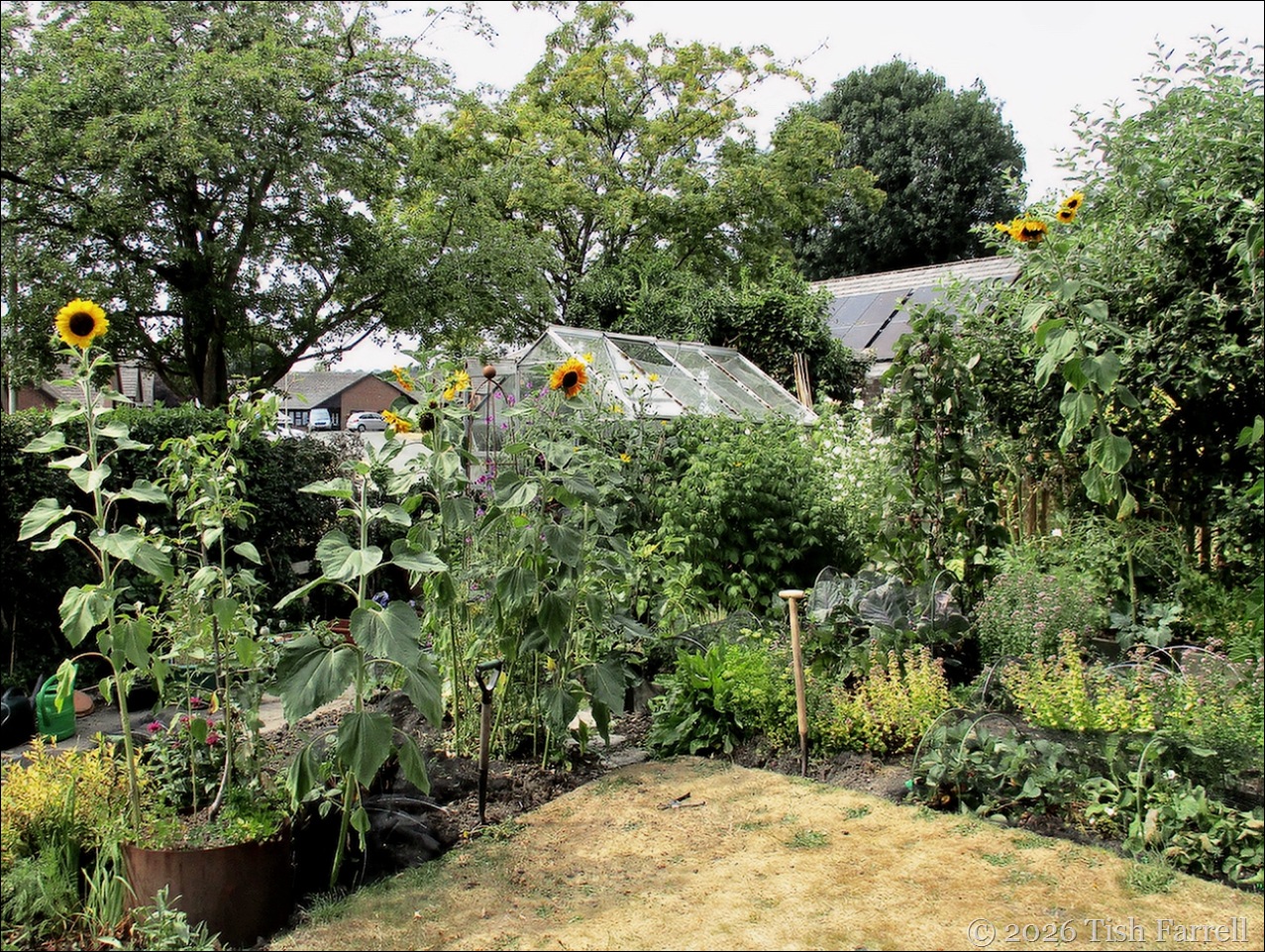 Sunflower colony 2
