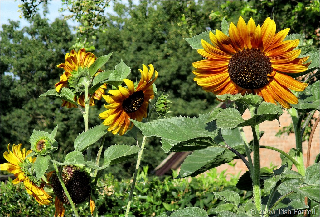 sunflower colony