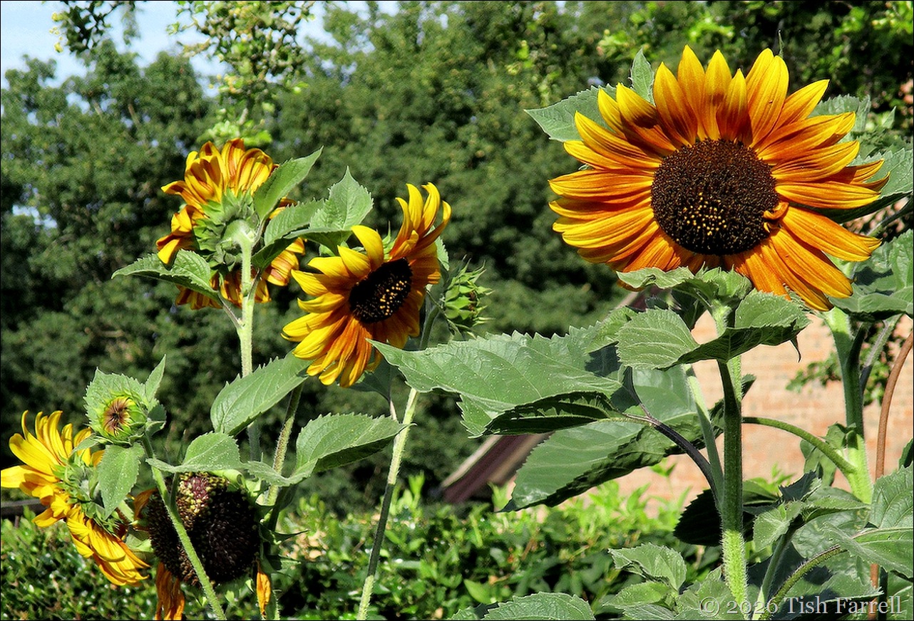 sunflower colony