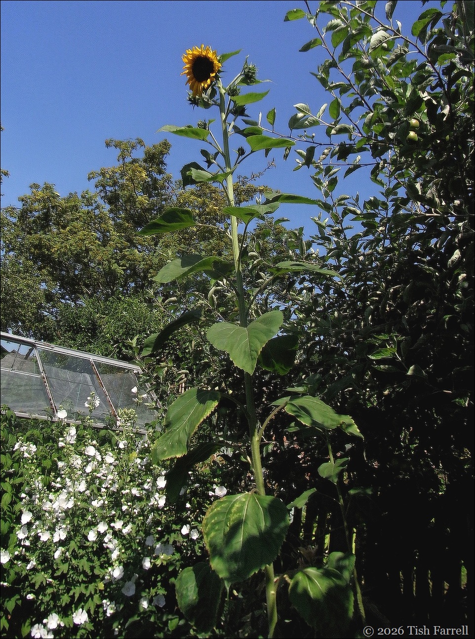 sunflower giant