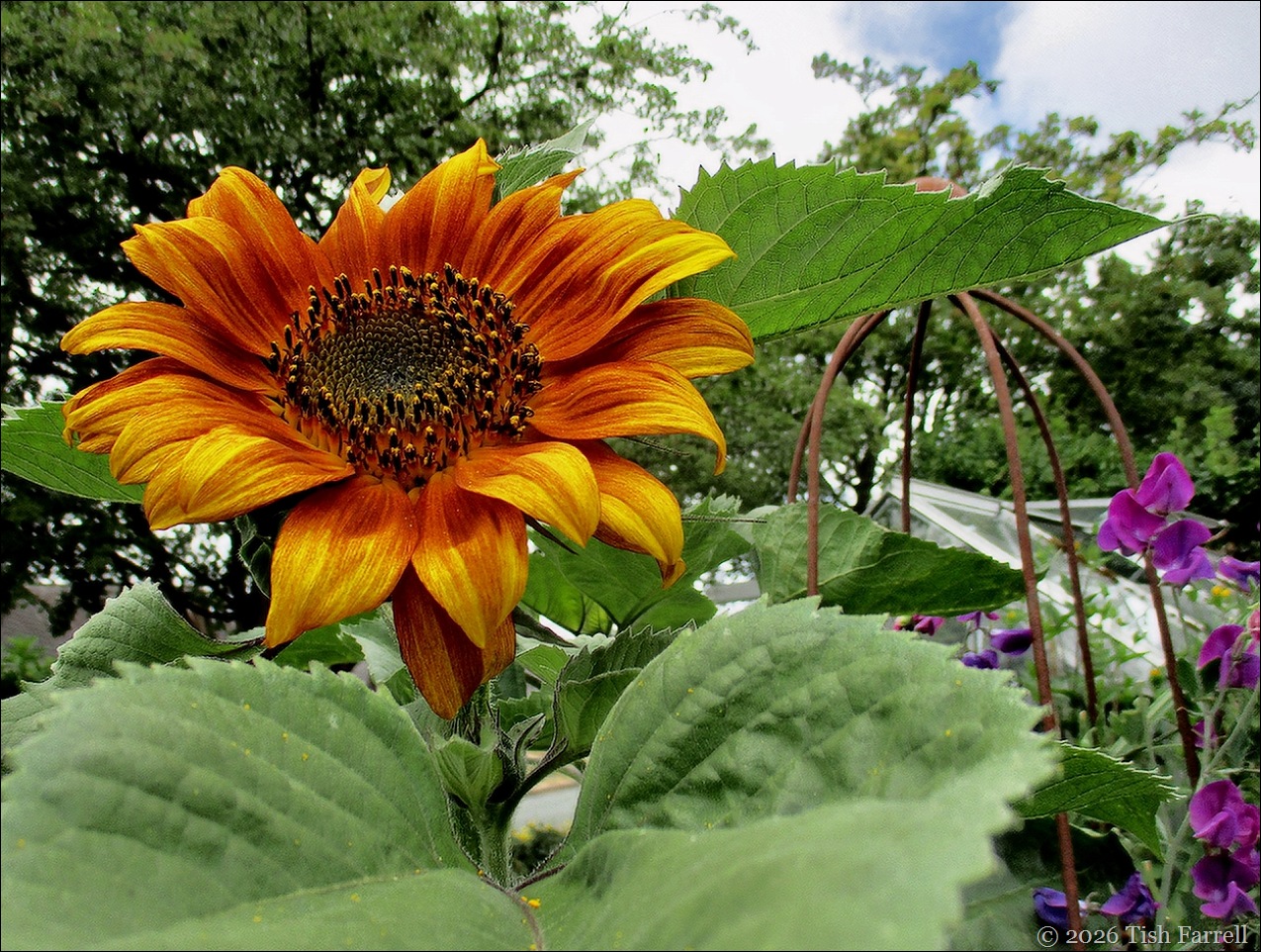 sunflower