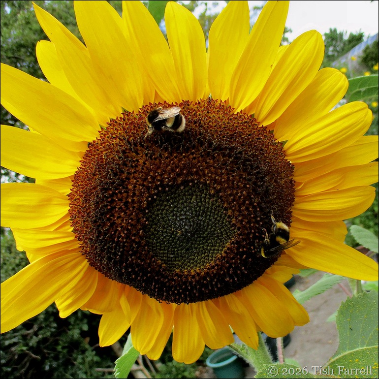 sunflowers bees 4