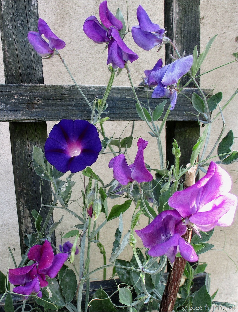 sweet peas and morning glory