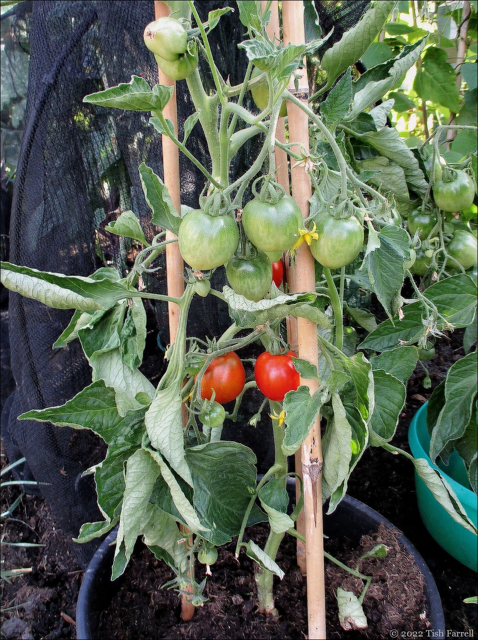tomatoes Bloody Butcher