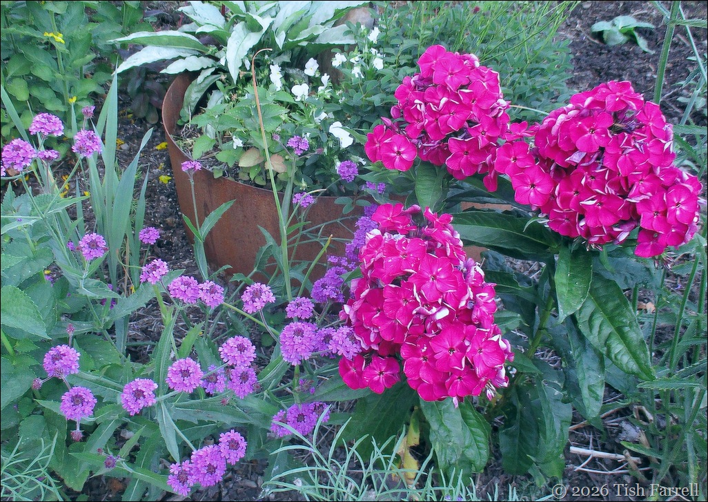 verbana and phlox