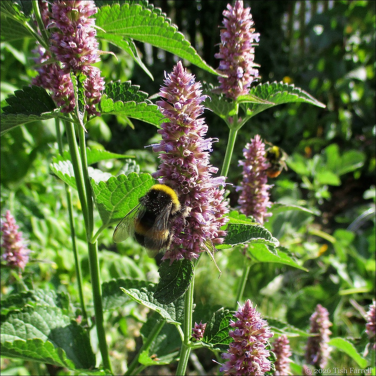 agastache 4