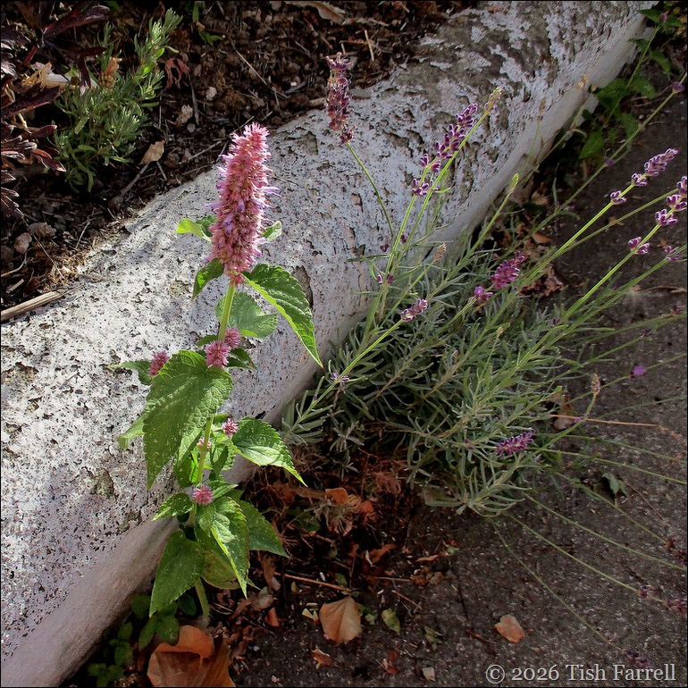 agastache front path