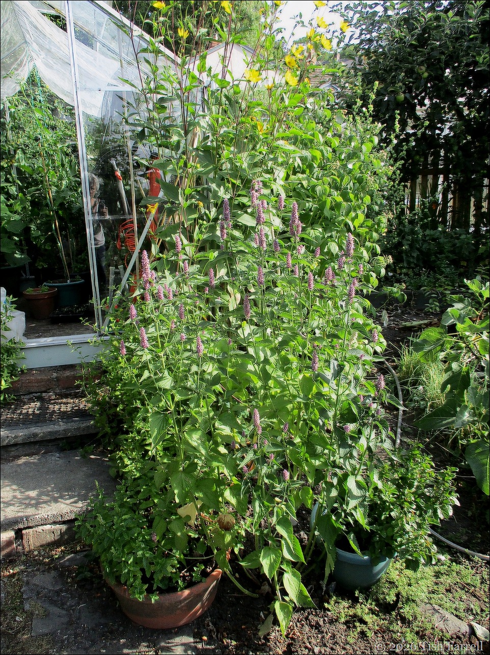 agastache Korean mint