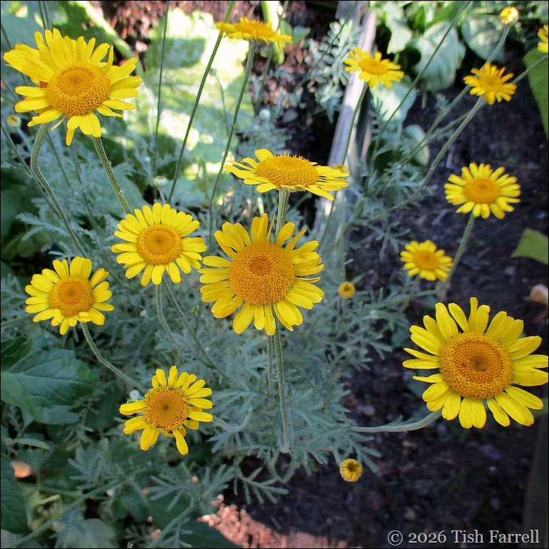 anthemis 2