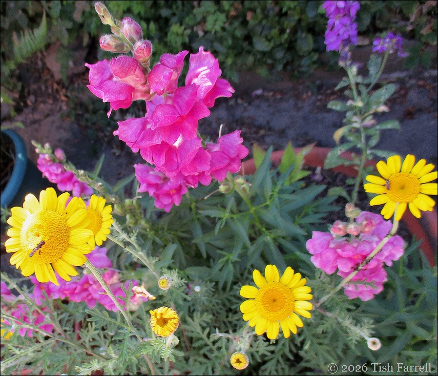 anthemis and snapdragon