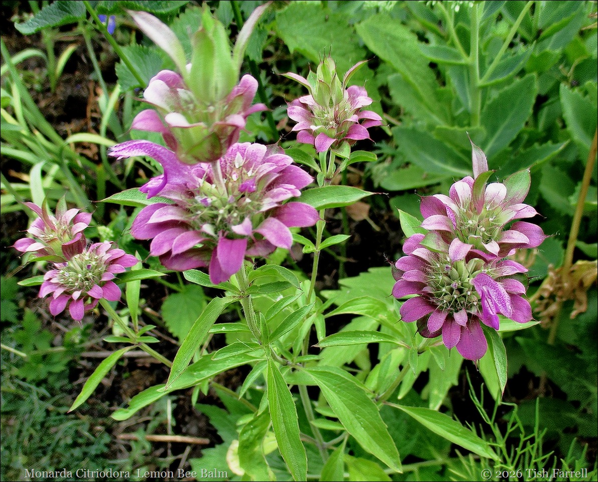 bee balm