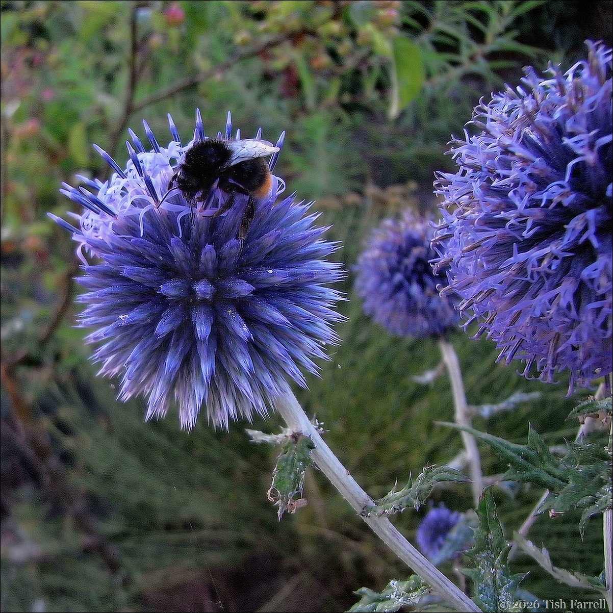 bee in echinops 3
