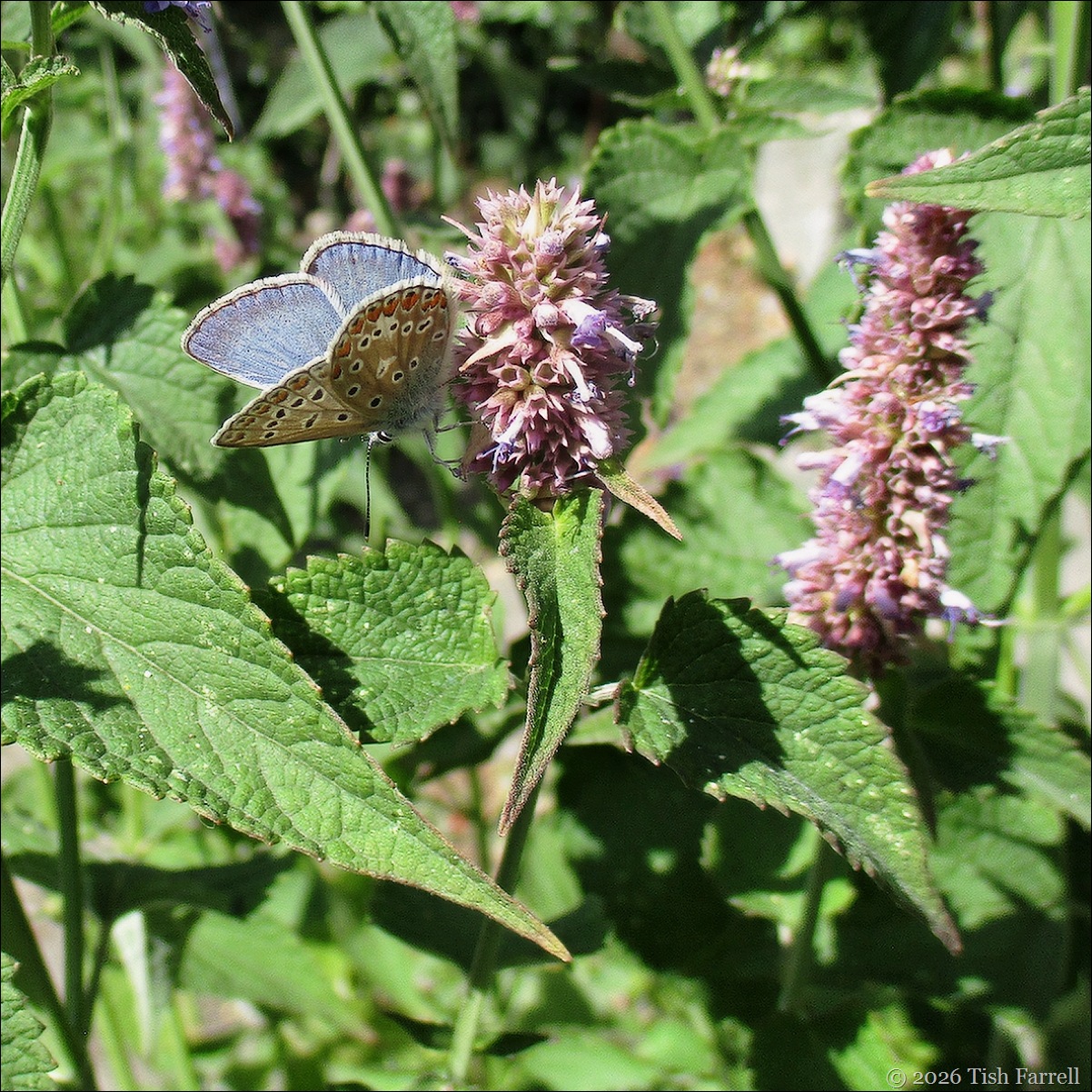 Common Blue on Korean Mint